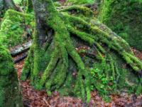 Moosbedeckte Wurzeln umklammern den Fels